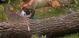 Fallsburg, NY Tree Care Services Company